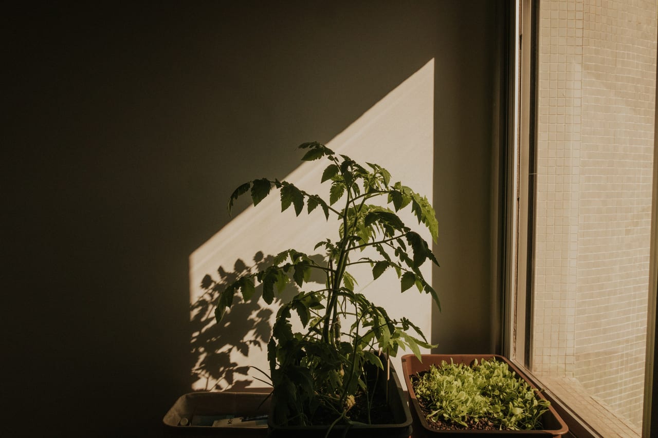 A tomato plant and salad seedlings growing in containers on a real windowsill, lit by low sunlight